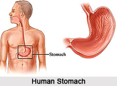 Stomach Ailments, Naturopathy