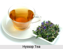 Hyssop