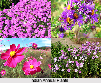 Indian Annual Plants