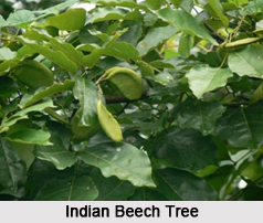 Deciduous Trees of India