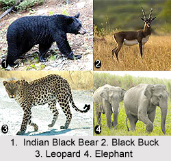 Wild Animals in India