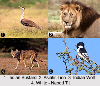 Kathiawar-Gir Dry Deciduous Forests in India