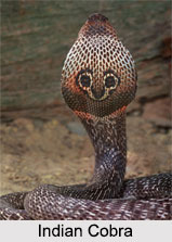 Indian Reptiles