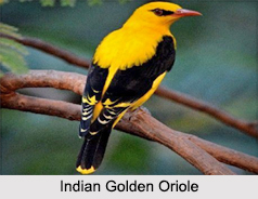 Indian Orioles, Indian Birds