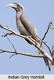 Northern Dry Deciduous Forests in India