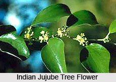 Indian Jujube Tree , Indian Trees