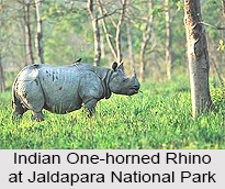 Jaldapara Wildlife Sanctuary, Jalpaiguri District, West Bengal