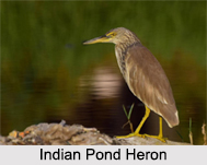 Indian Herons, Indian Birds