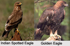 Indian Eagles, Indian Birds