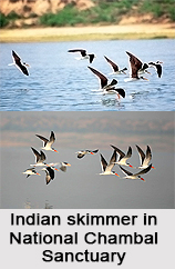 Indian Skimmer, Indian Bird