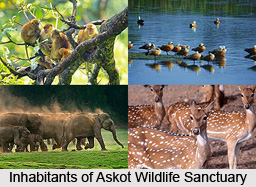 Askot Wildlife Sanctuary, Uttarakhand