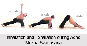 Adho Mukha Svanasana