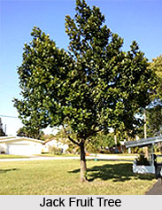 Jack Fruit Tree, Indian Trees