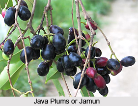 Java Plum , Indian Plant