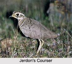 Indian Coursers, Indian Birds