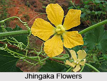 Jhingaka, Ribbed Gourd, Indian Medicinal Plant