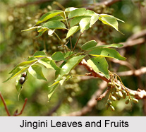 Jingini, Indian Medicinal Plant