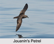 Indian Petrels, Indian Birds