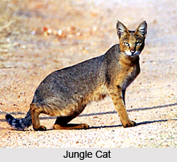 Wildlife in South India