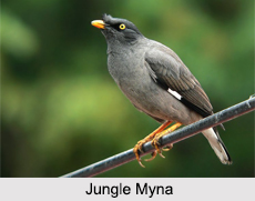 Indian Mynas