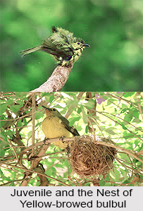 Yellow-Browed Bulbul, Indian Bird