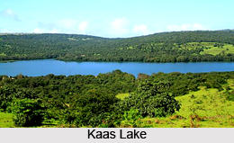 Kaas Plateau, Western Ghats, Maharashtra