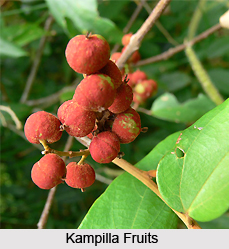 Kampilla, Indian Medicinal Plant