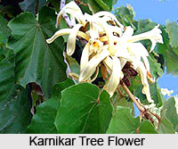 Karnikar Tree , Indian Trees