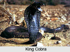 Indian Cobra