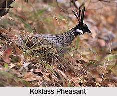 Western Himalayan Sub-alpine Conifer Forests