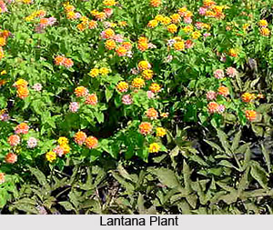 Lantana Shrub