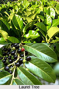 Laurel Leaves