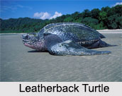 Indian Sea Turtles, Marine Species