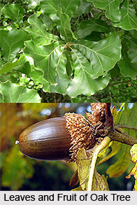 Oak Tree