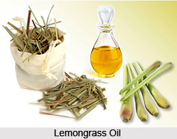 Aromatherapy Oils Made of Trees and Grass