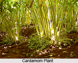 Lesser Cardamom