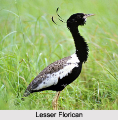 Indian Floricans, Indian Birds