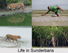 Sundarbans Mangrove Forest in India