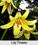Bulbs , Indian Flower