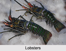 Indian Crustaceans