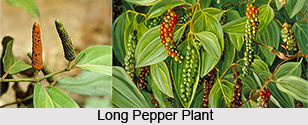 Long Pepper