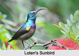 Indian Sunbirds