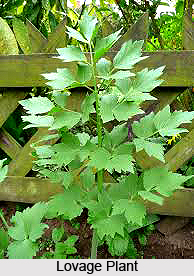 Lovage