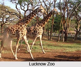 Zoos of Northern India