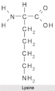 Importance of Amino Acids in Naturopathy