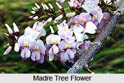 Madre Tree , Indian Trees