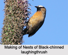 Black-Chinned Laughingthrush, Indian Bird