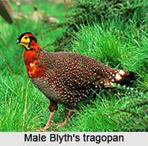 Blyth`s tragopan, Indian Bird