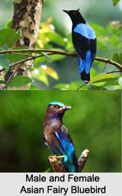 Asian Fairy-Bluebird, Indian Bird