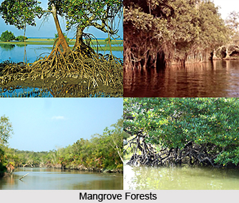 Forestry In India